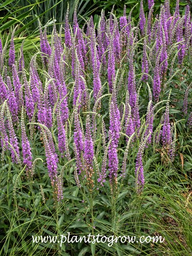 Good Night Irene Veronica (Veronica)